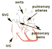 Major Blood Vessels