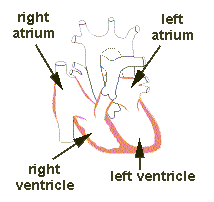 Cardiac Chambers