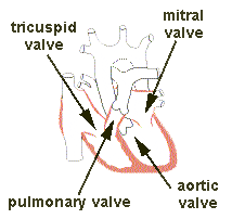 Cardiac Valves